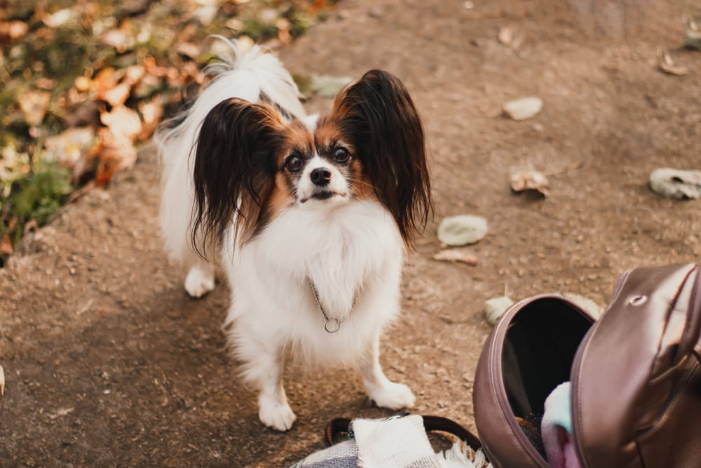 Пол не влияет на то, сколько проживет папильон