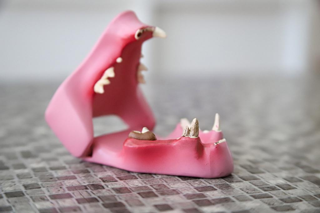 Зубы и челюсть собаки