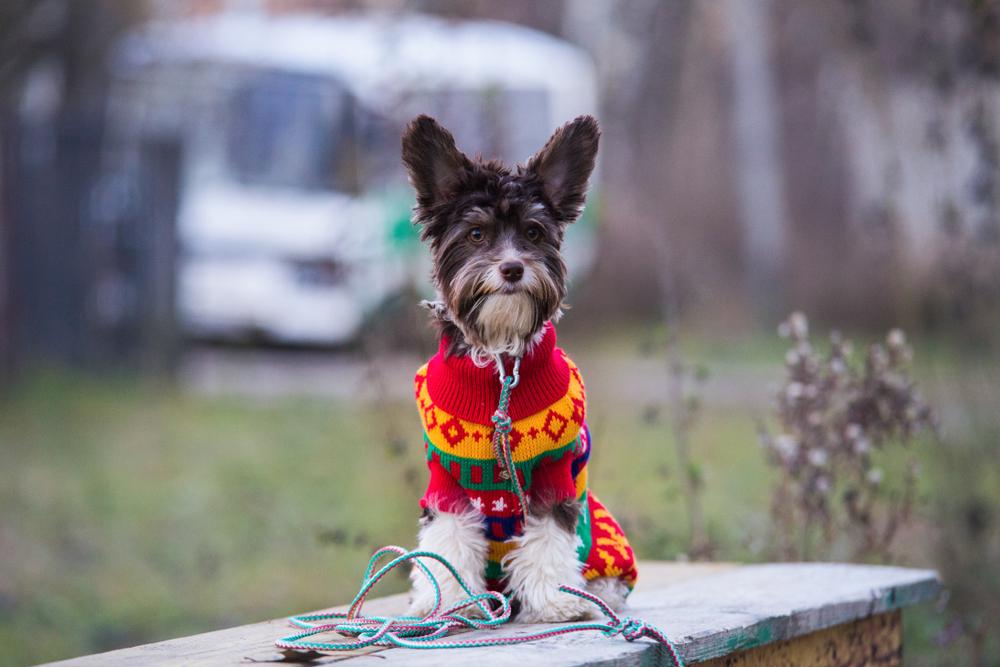 Характер биро-йорка