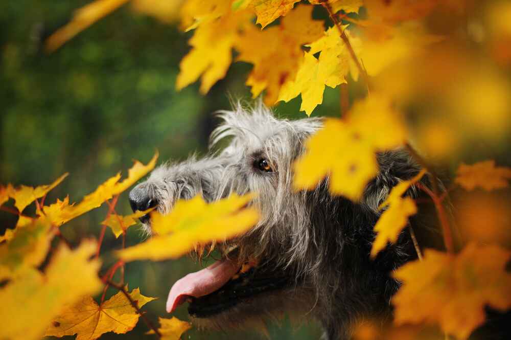 Сколько денег уходит на кормление ирландского волкодава?