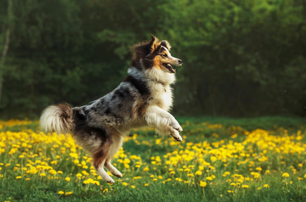 ТОП самых умных собак в мире средних пород: шелти