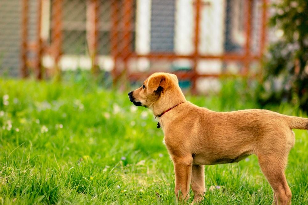 Содержание чинука