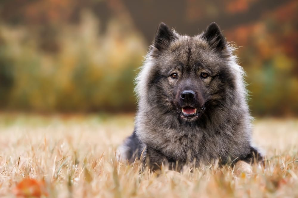 У евразиера есть склонность к некоторым болезням