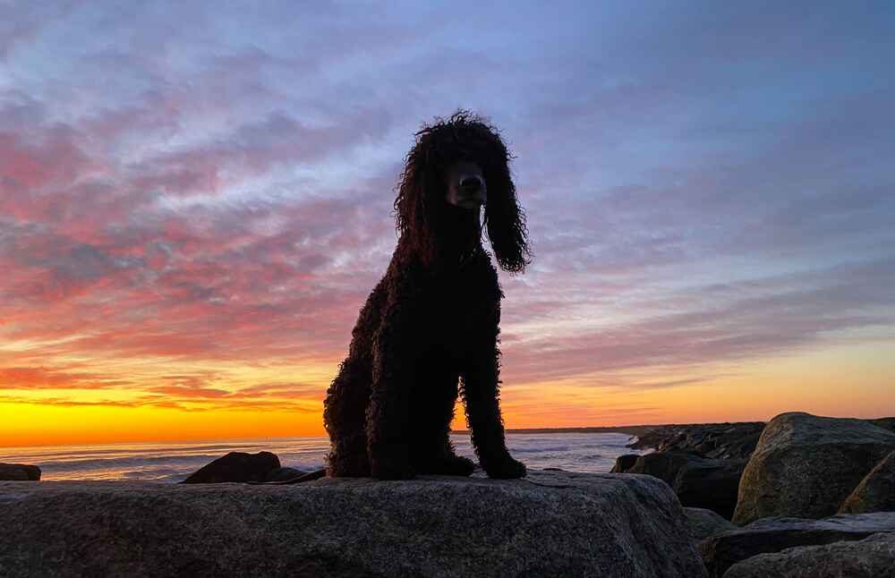 Какие затраты нужны на спаниеля?