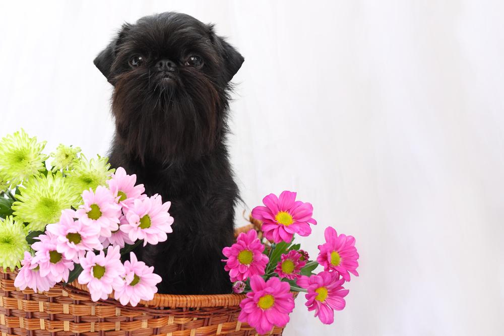 Уход за бельгийским гриффоном 