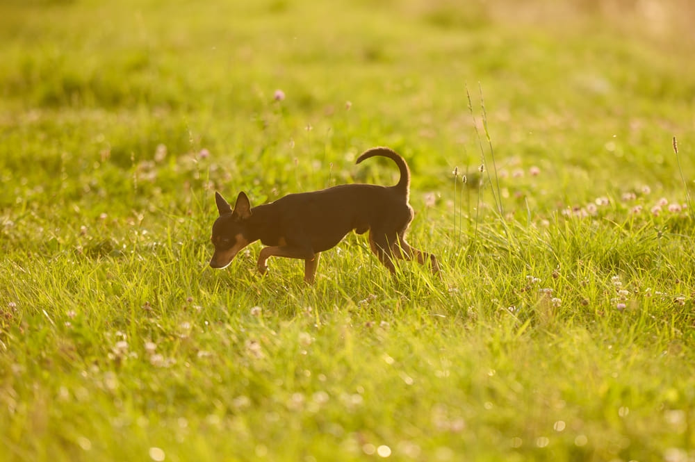 Пол не оказывает влияния на то, сколько проживет русский той-терьер