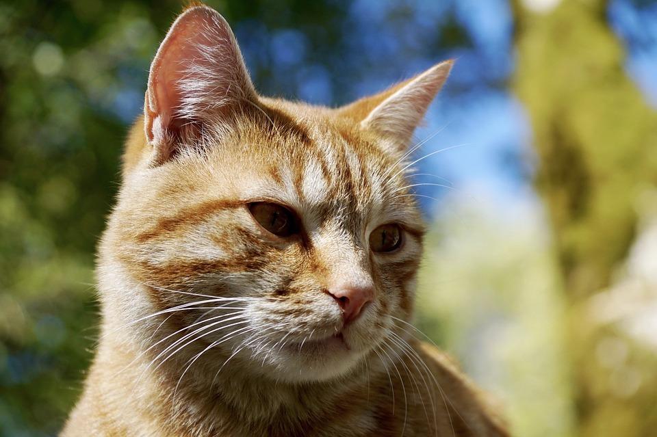Чем кормить кошек с чувствительным пищеварением. Смотреть фото Чем кормить кошек с чувствительным пищеварением. Смотреть картинку Чем кормить кошек с чувствительным пищеварением. Картинка про Чем кормить кошек с чувствительным пищеварением. Фото Чем кормить кошек с чувствительным пищеварением