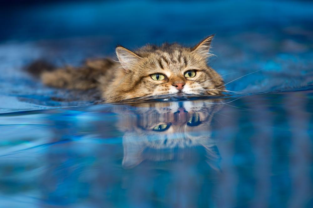 Какие породы кошек не боятся воды