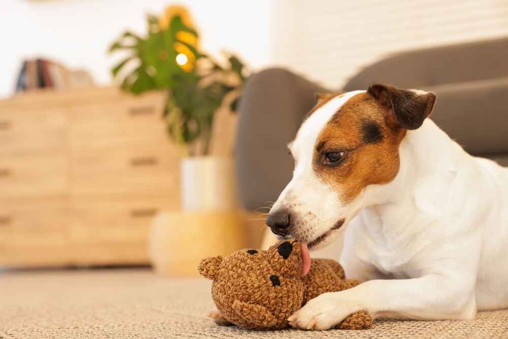 Владельцу важно контролировать, сколько длится беременность у джек-рассел-терьера