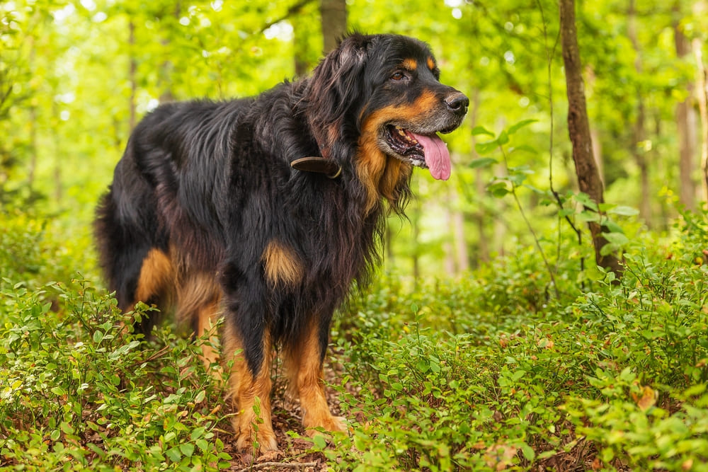 Ховаварты имеют характерные болезни