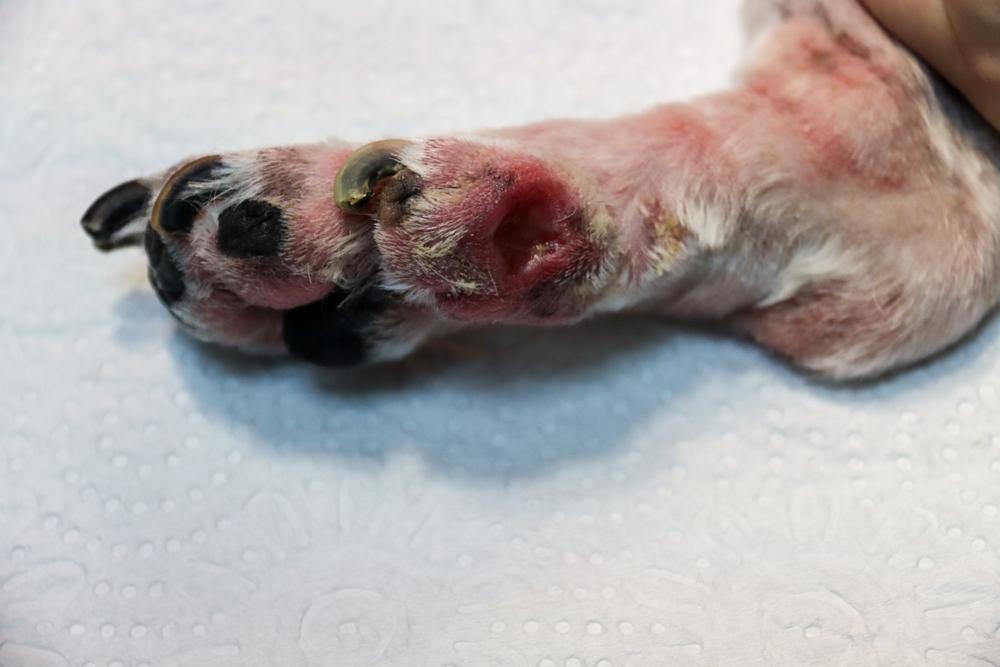 как понять, что у собаки абсцесс как понять, что у собаки абсцесс