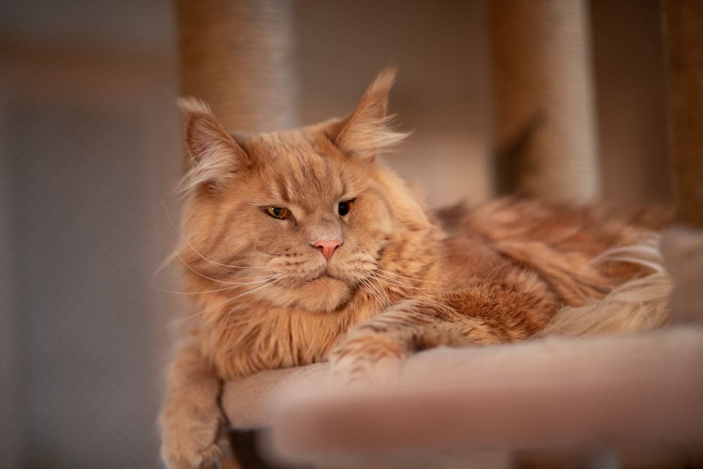 Перед вязкой знакомить мейн-кунов не нужно