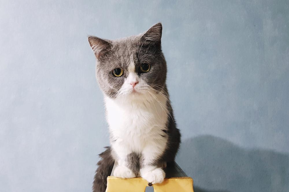 Породы кошек с короткими лапками: китайский танк