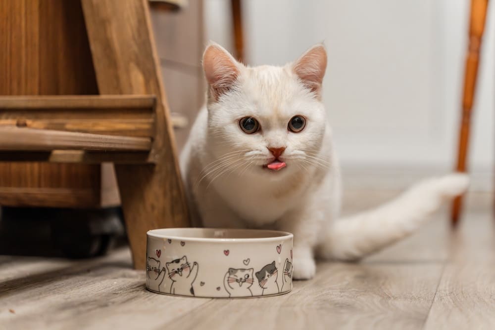 Важно быть уверенным, что вашей кошке можно соль