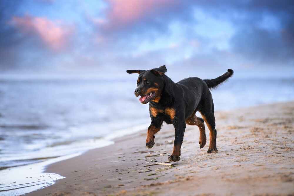 Рацион ротвейлера должен быть сбалансированным