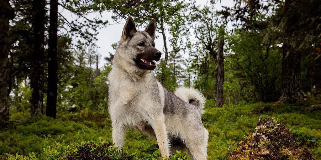 Средние серые собаки: норвежский элкхаунд Средние серые собаки: норвежский элкхаунд