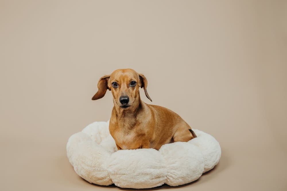 Для лечения болезни врач назначит таксе препараты