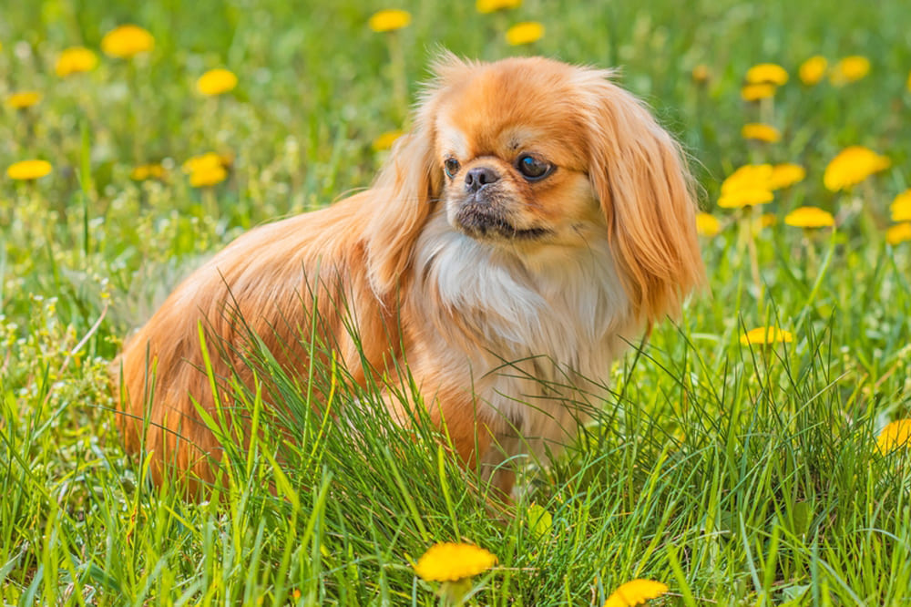 У пекинесов есть характерные болезни
