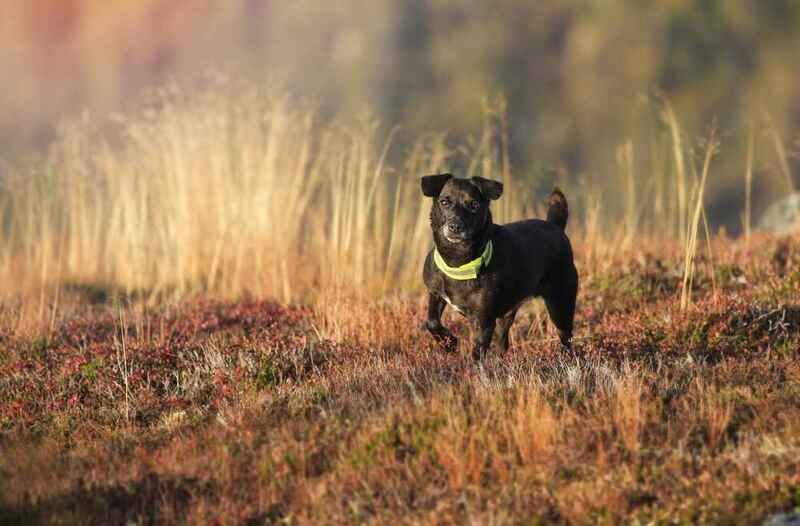 Чем кормить паттердейл-терьера?