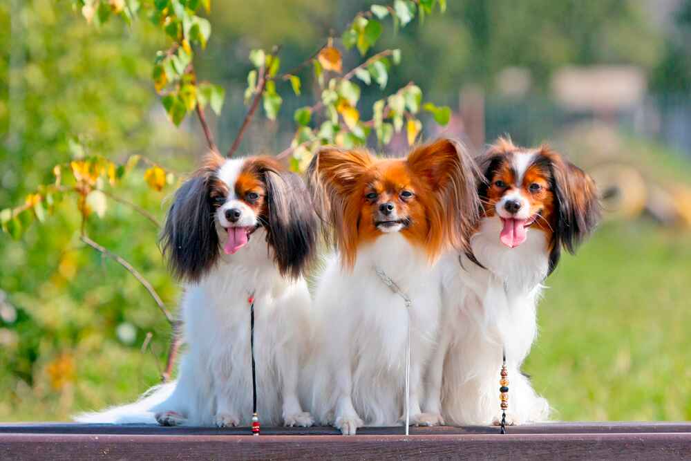 Папильон и фалены