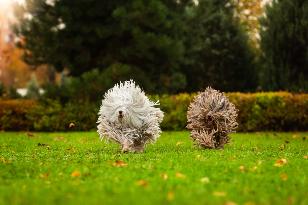 Глаза собаки пули нуждаются в уходе