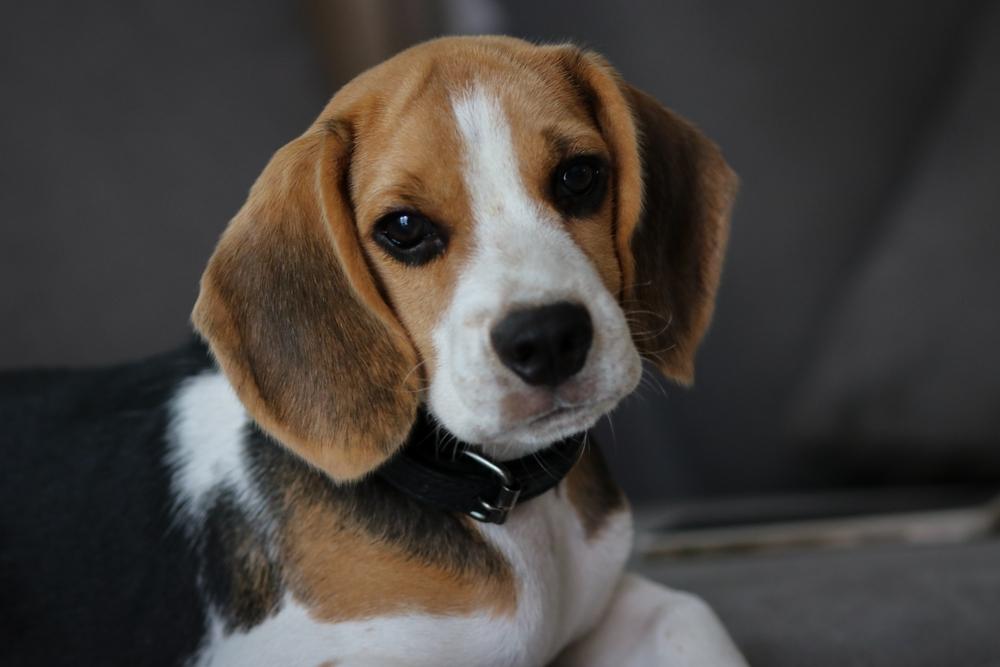 Диагностируется ли аллергия на биглей?