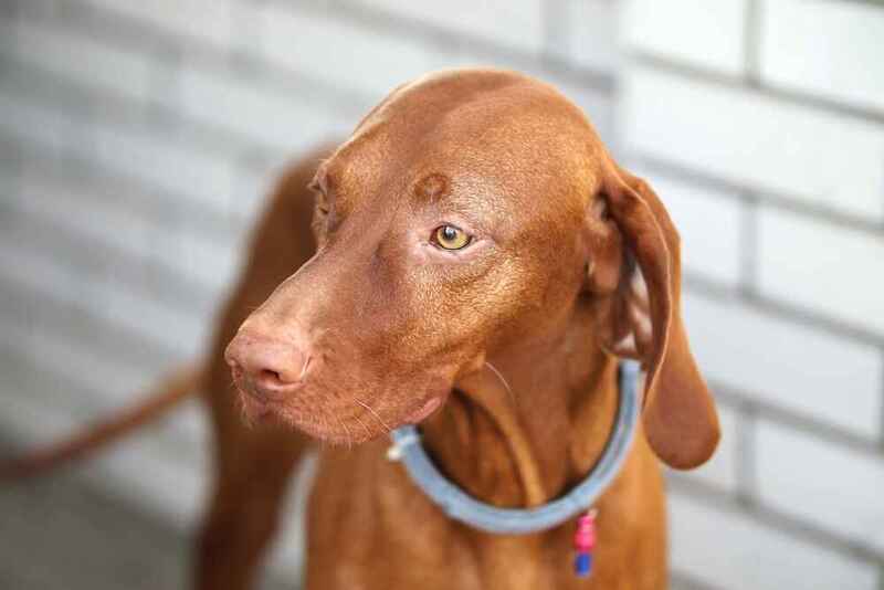 Чем кормить венгерскую выжлу?