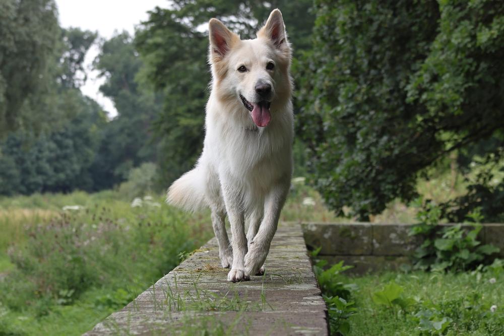 Красивая белая немецкая овчарка