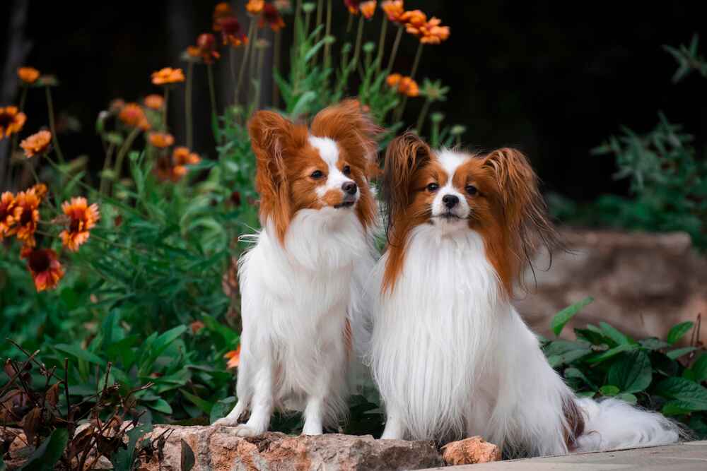Папильон нуждается в правильном рационе