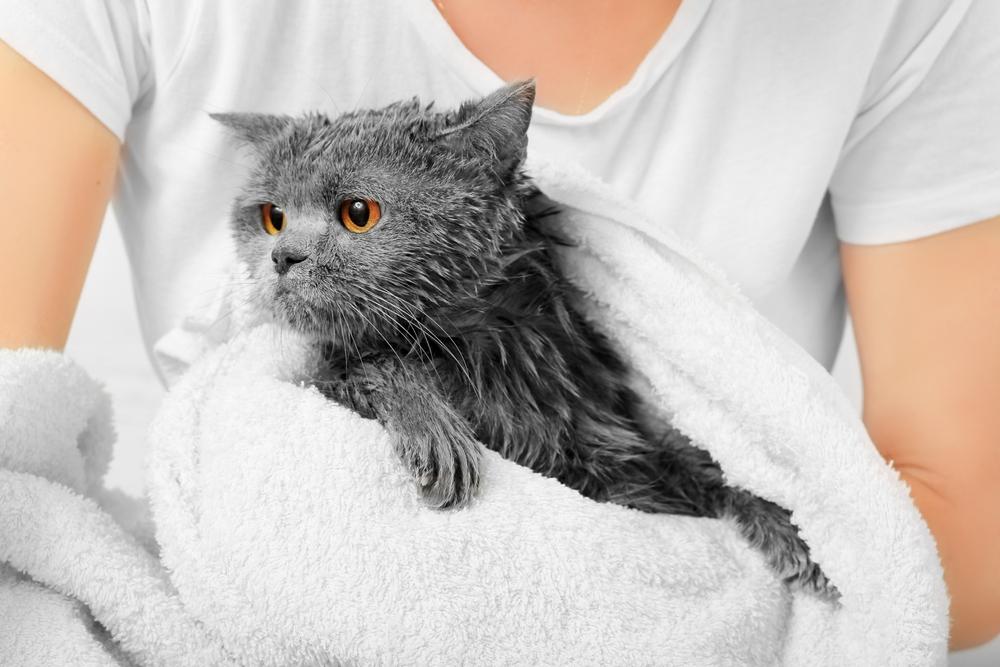 Как часто можно проводить экспресс-линьку для кошек