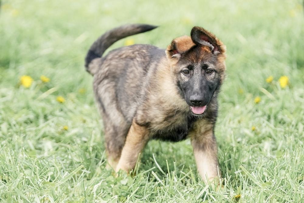 Как отличить щенка немецкой овчарки от дворняги по глазам?