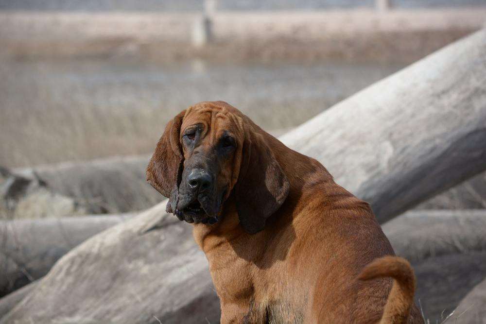 Дрессировка бладхаунда