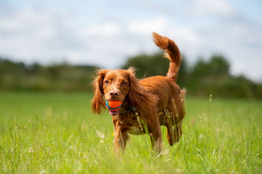 Течка у спаниеля может начинаться не по графику