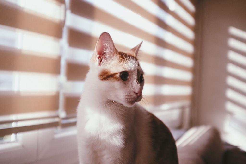 Методы терапии поликистоза почек у кошек