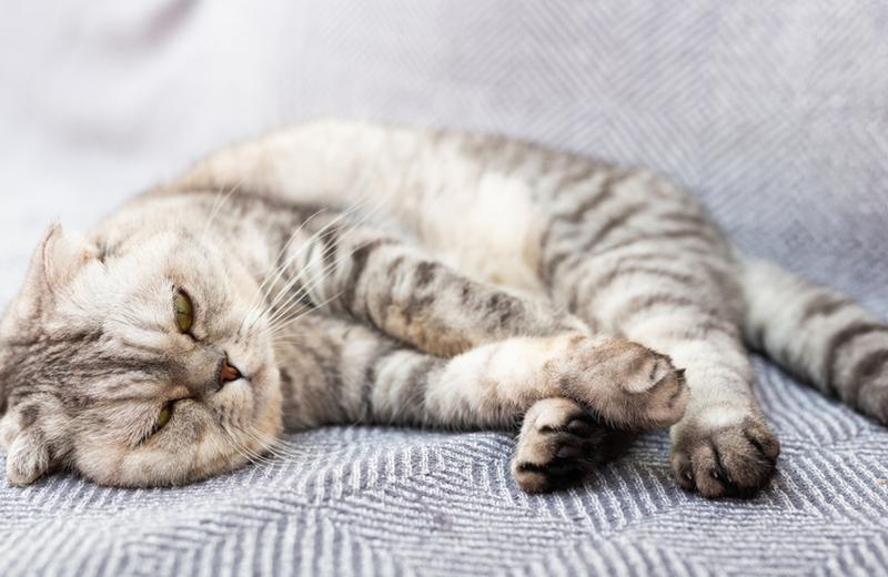 Как назвать котенка-мальчика, если этот кот вислоухий «шотландец»?