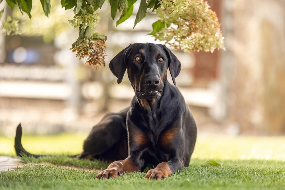 Воспитание добермана исключит злое поведение