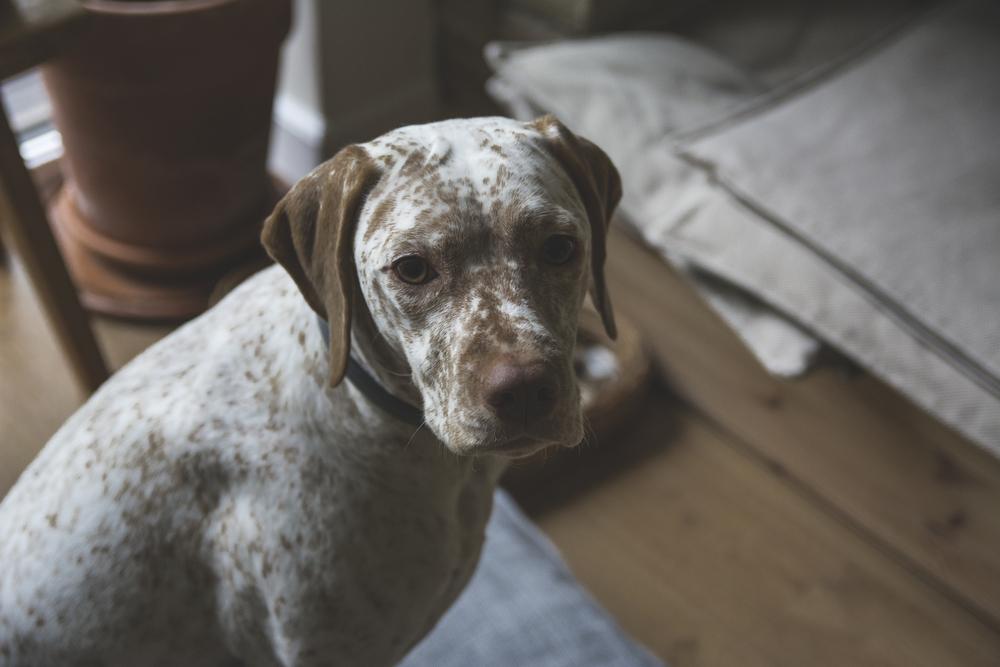 Характер бурбонского бракка