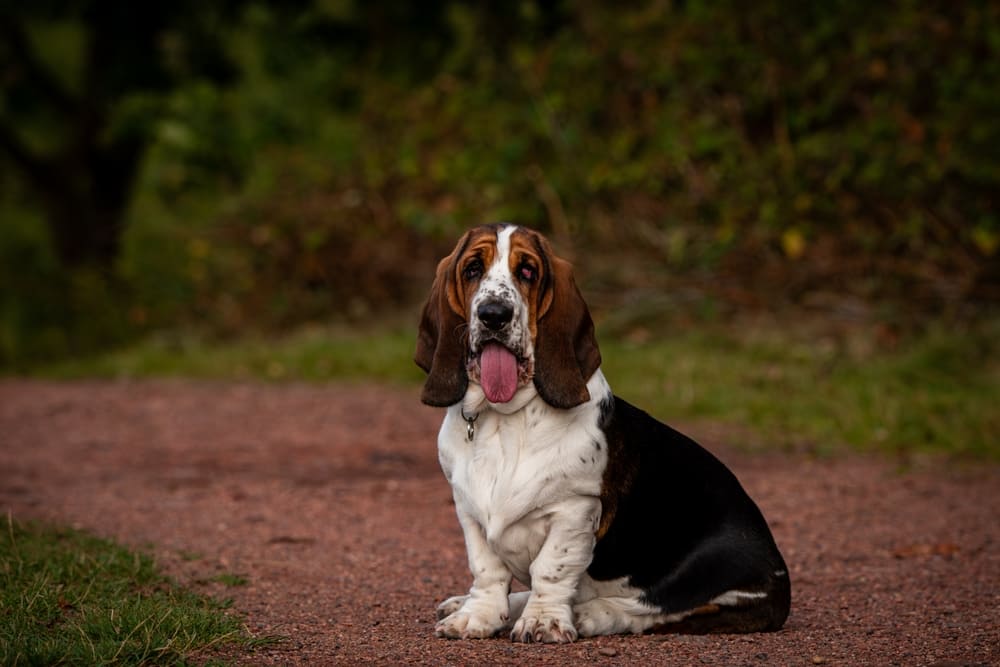 Лакомства станут хорошей мотивацией для бассета