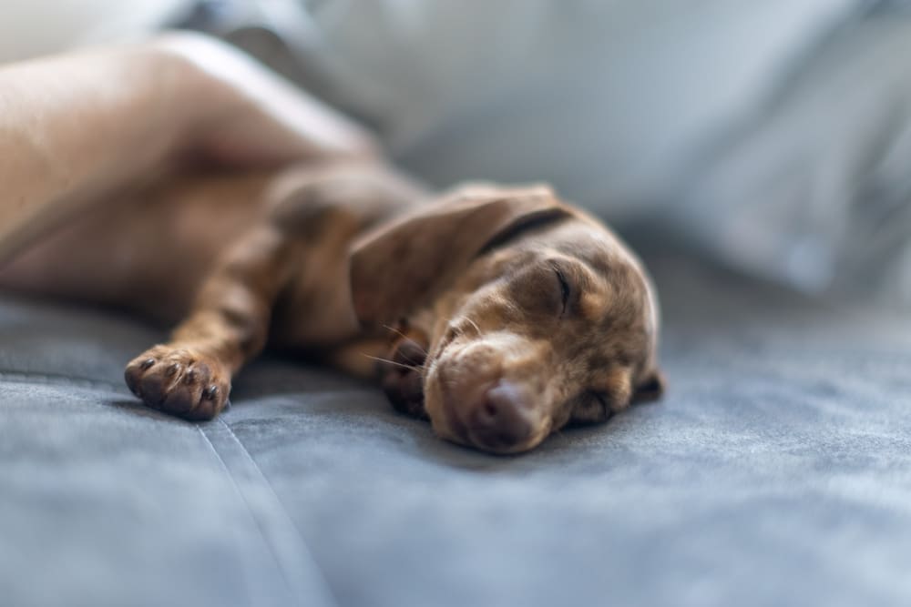 Такса в щенячьем возрасте
