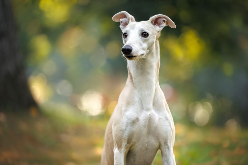 Надо знать, сколько живет уиппет