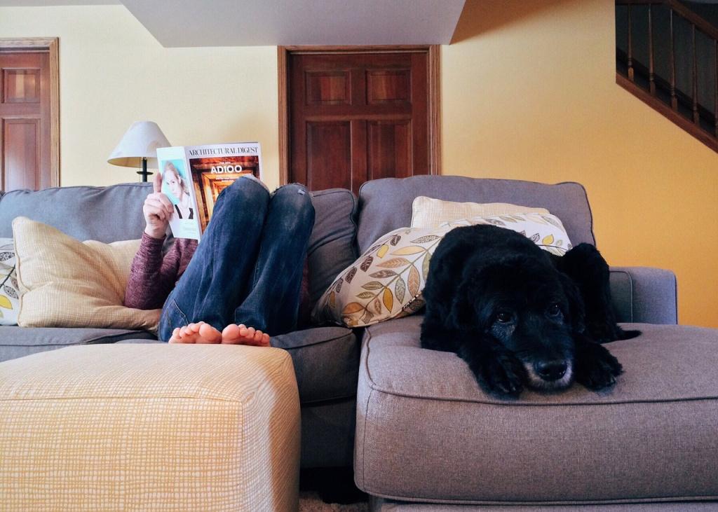 Как отучить собаку от диванов, кроватей и кресел