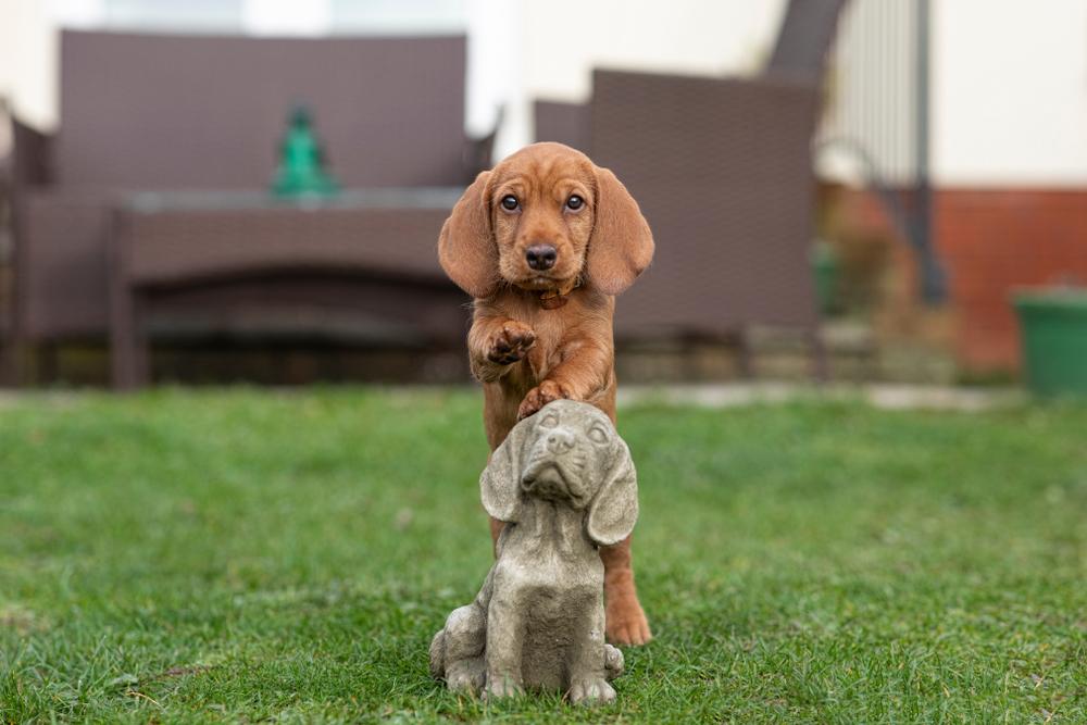 редкие французские породы: бассет Фов де Бретань.jpg редкие французские породы: бассет Фов де Бретань.jpg