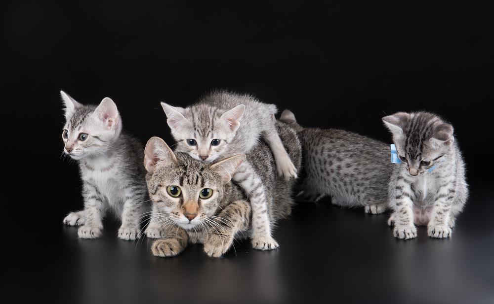 Репродуктивное здоровье египетской мау