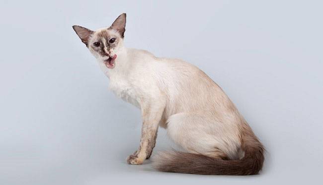 Породы кошек с большими ушами: яванская