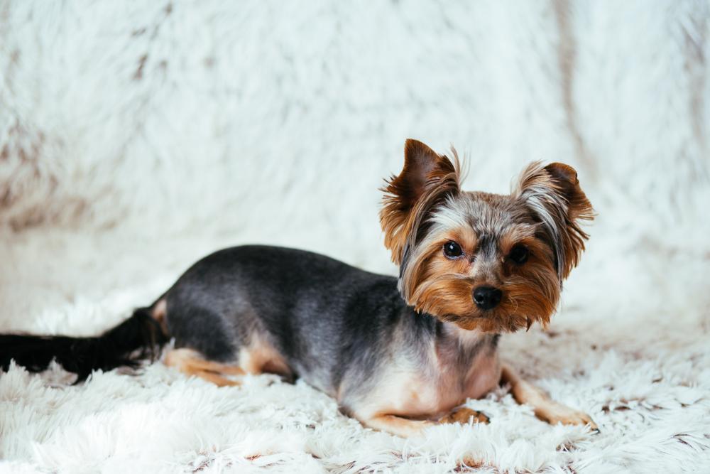 Как перевести йоркширского терьера на другой тип питания