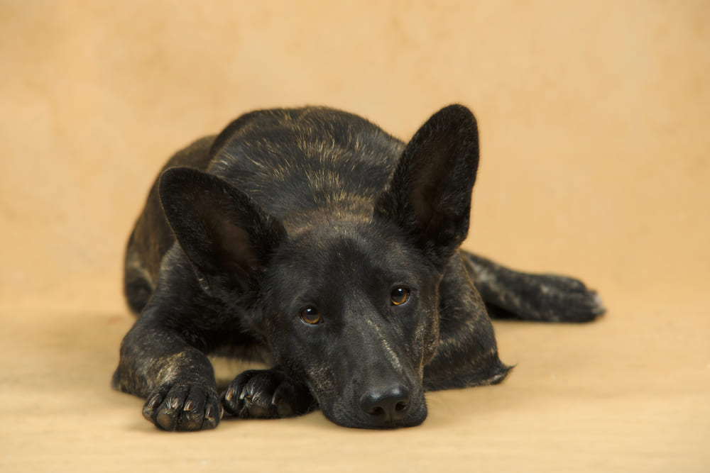 Хердер нуждается в социализации