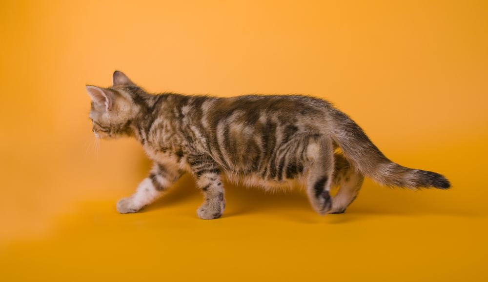 Характер австралийского миста