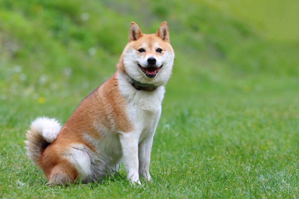 Вязку сиба-ину проводят по достижении определенного возраста