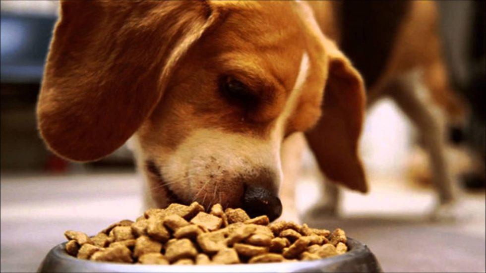 Что делать, если собака не ест сухой корм