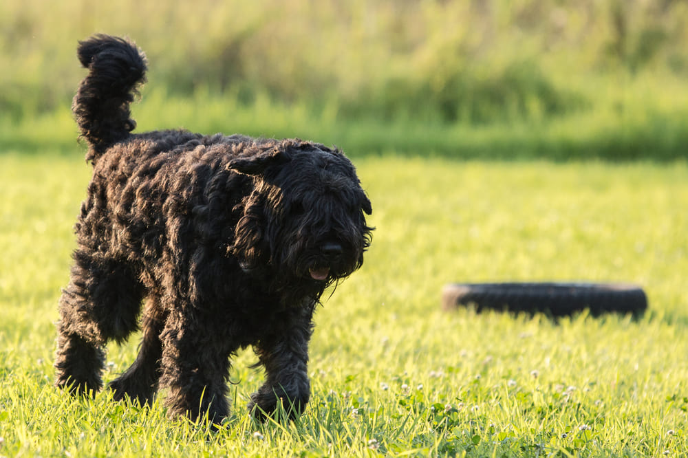 Фландрский бувье нуждается в обработках от паразитов